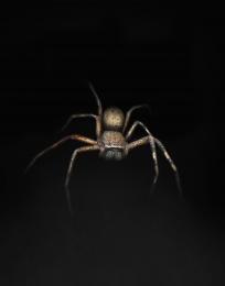 Thespider